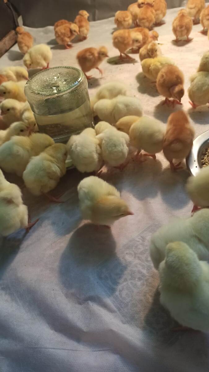 Крупняк воду пьёт