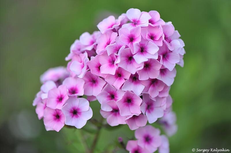 Флокс Мозаика