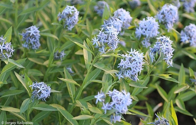 Амсония иволистная