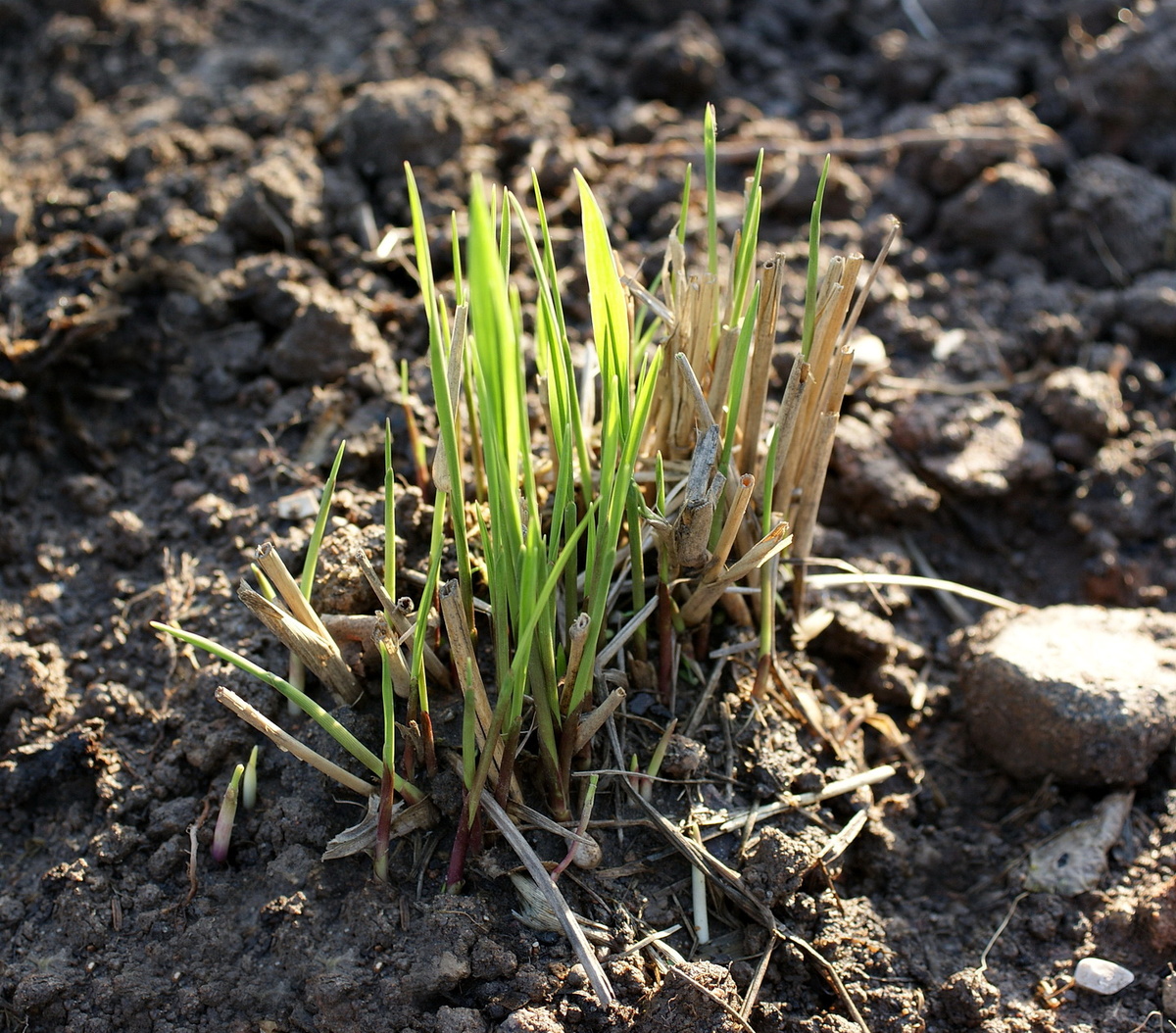 Расти большой и красивый. И здоровый. 
