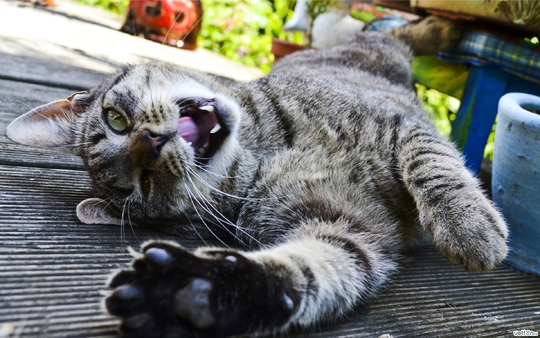 😸Кошка плохого не посоветует! Список тем, которые нужно обязательно обсудить со своей мурлыкой!