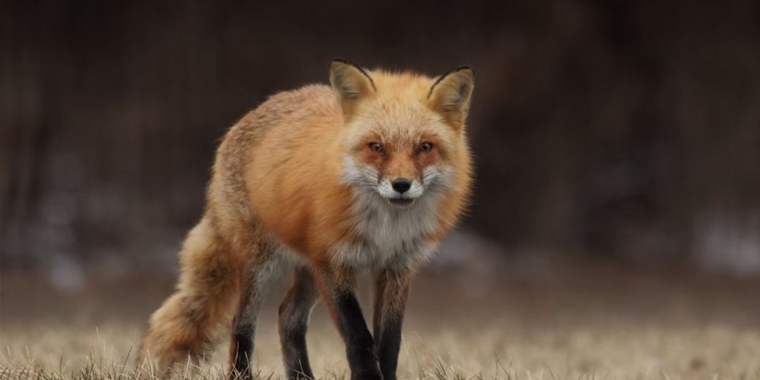 В ряде регионов россиян предупредили о рисках бешенства: что нужно знать об этом заболевании