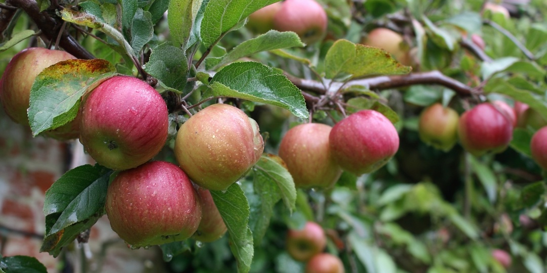 От этой подкормки яблони и груши будут ломиться от урожая!