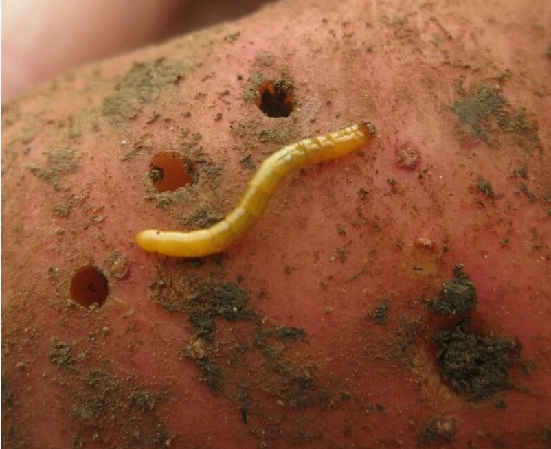 Проволочник и его норы в картофеле.