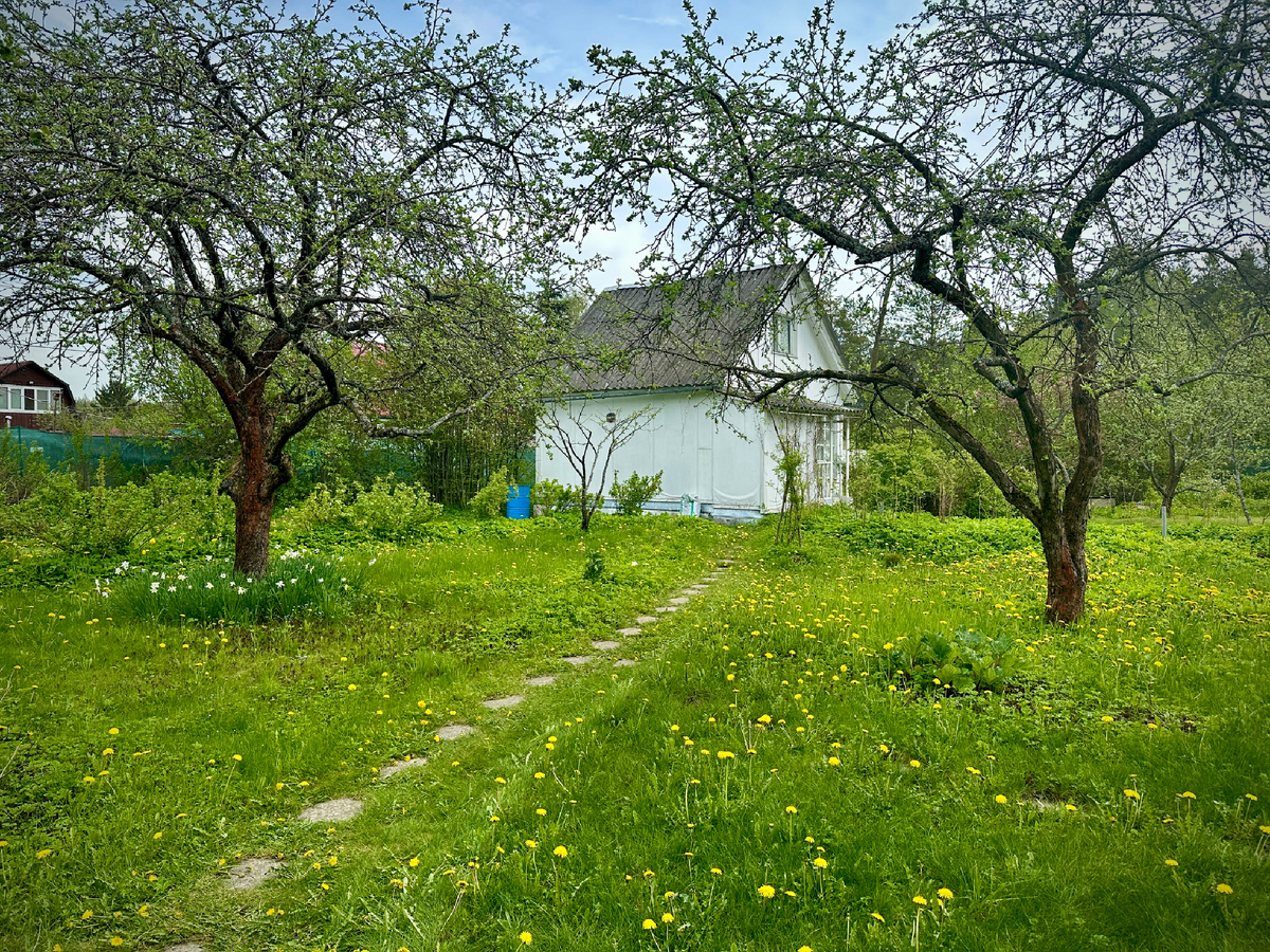 Одуваны везде