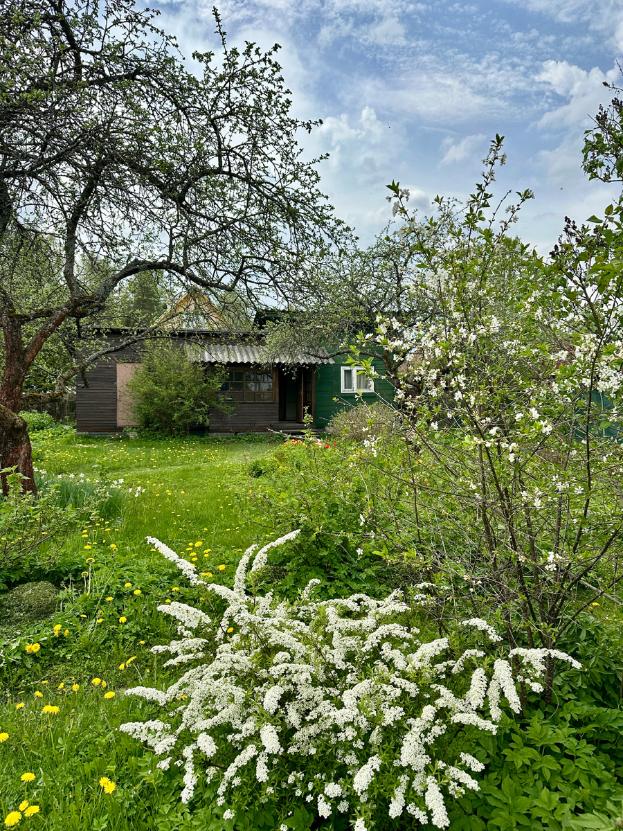 Спирея серая грефшейм, вишня и одуванчики 