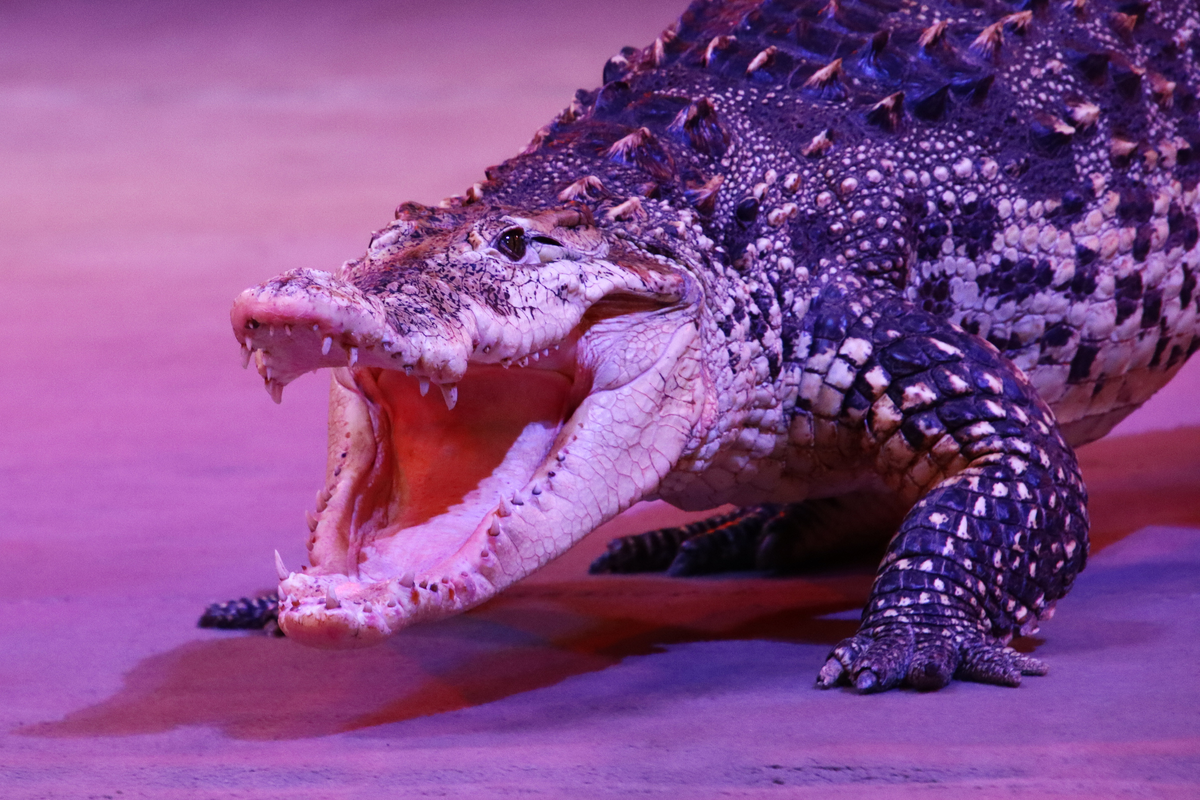 Нильский Крокодил Геннадьевна во время репетиции 