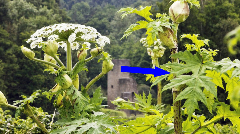    Борщевик SOS Как ядовитый гигант превратился в национальную угрозу