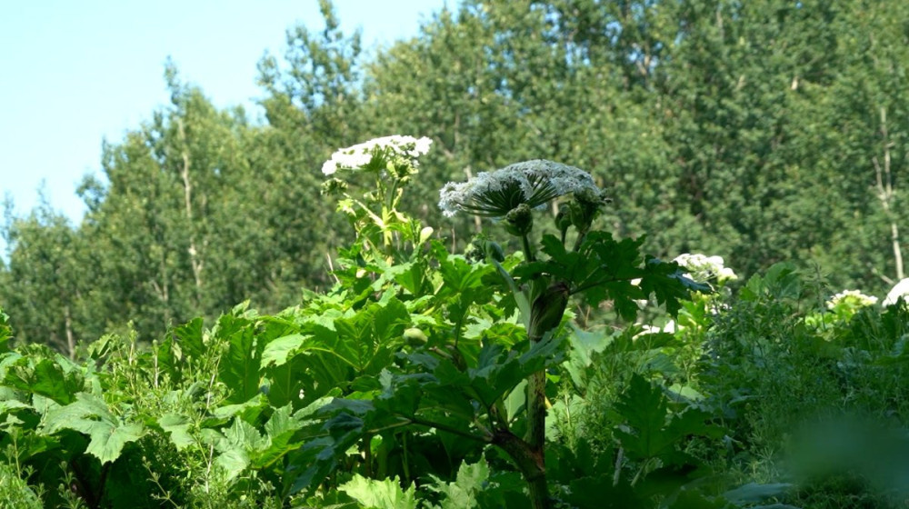    Борщевик SOS Как ядовитый гигант превратился в национальную угрозу