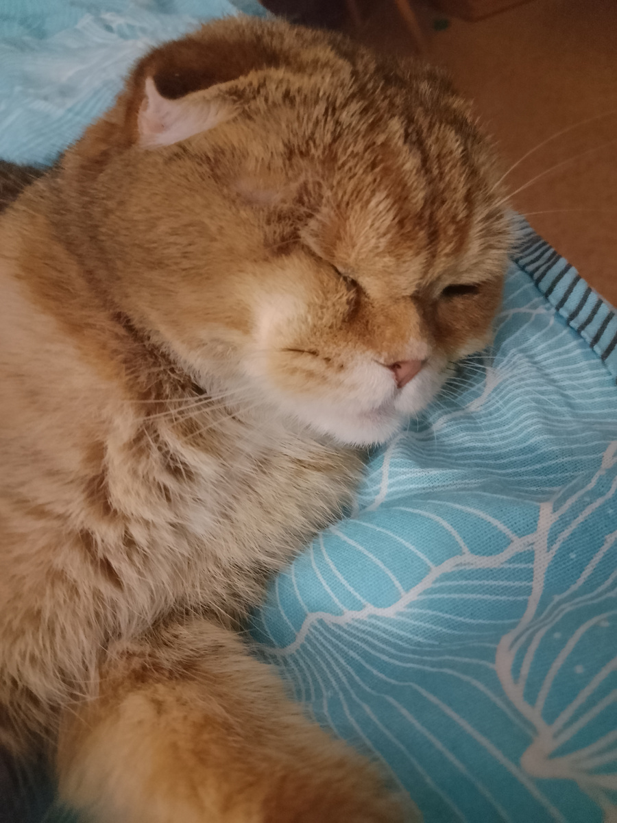 Отдыхает моя  умница