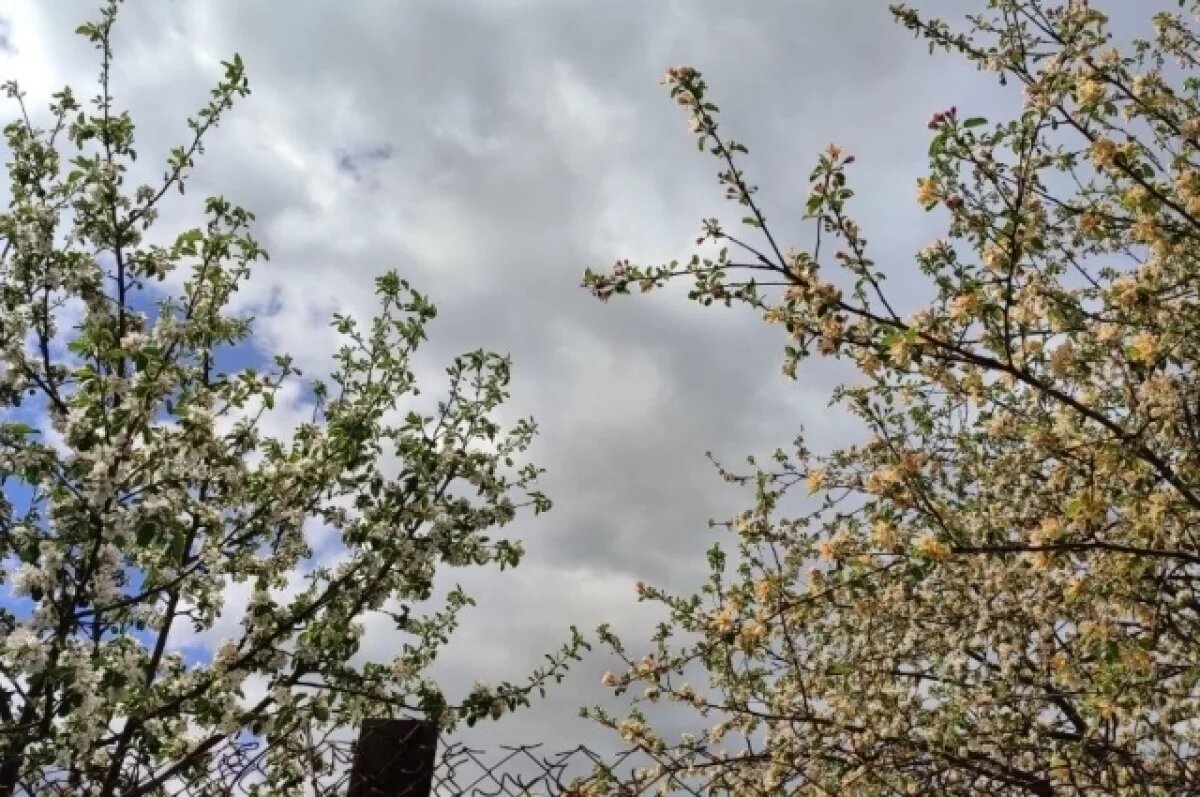    Заморозки не щадят.