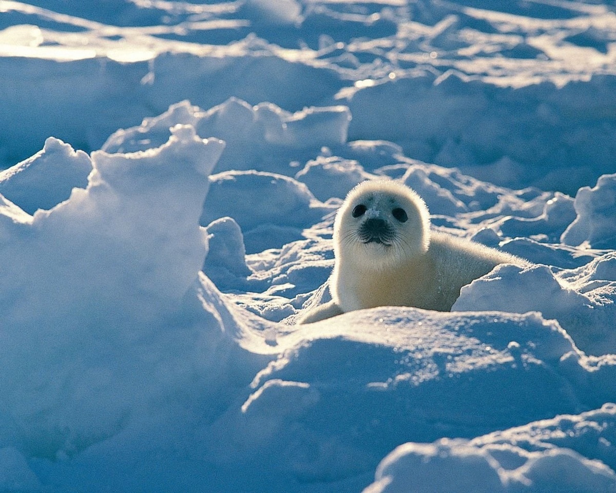 Белёк. Фото взято из открытого источника