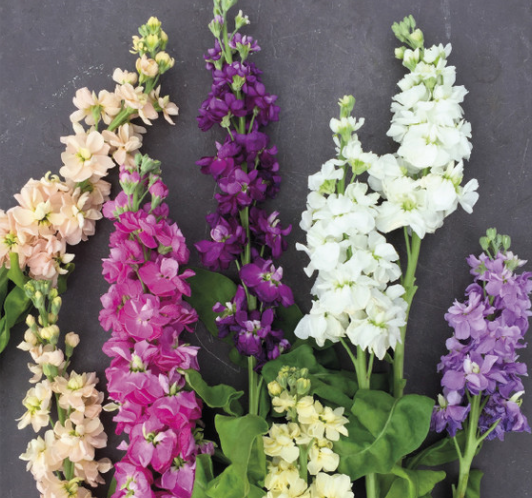 Фото Sarah Raven