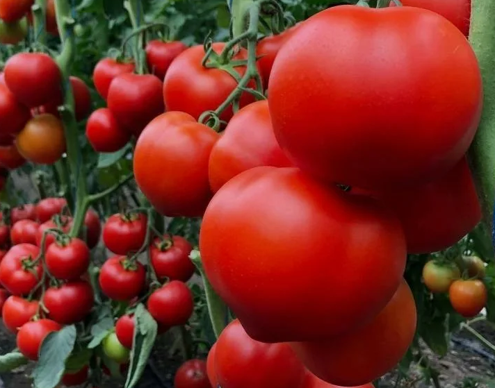 Хороший урожай