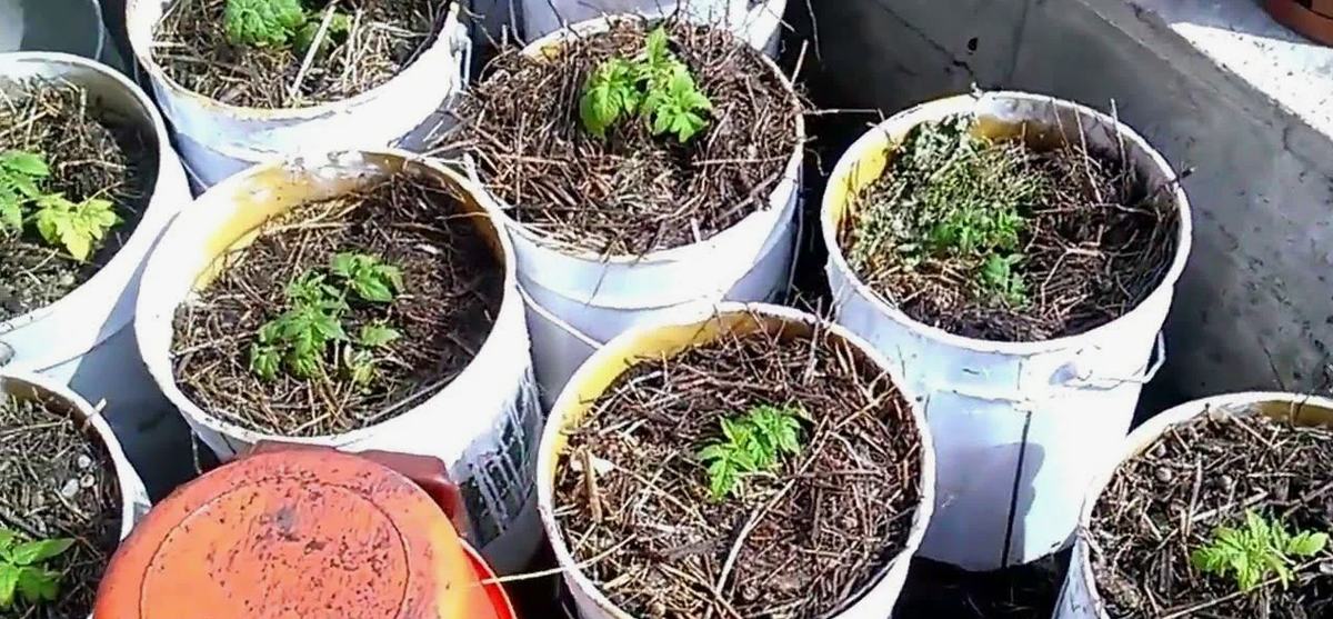 Молодые растения