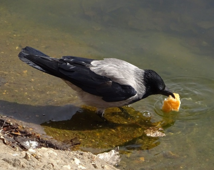 Из открытых источников