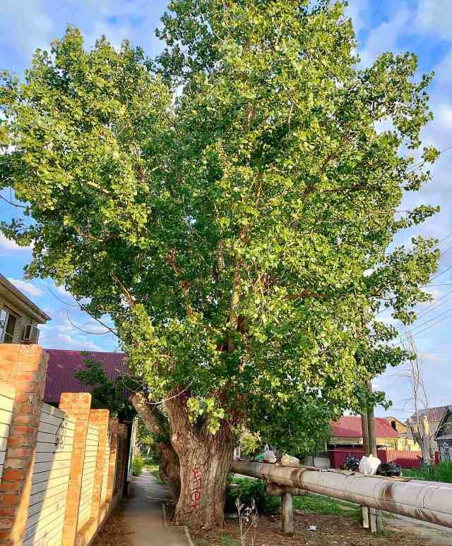 Старый тополь - место дислокации ворон с хорошим обзором в чужие дворы