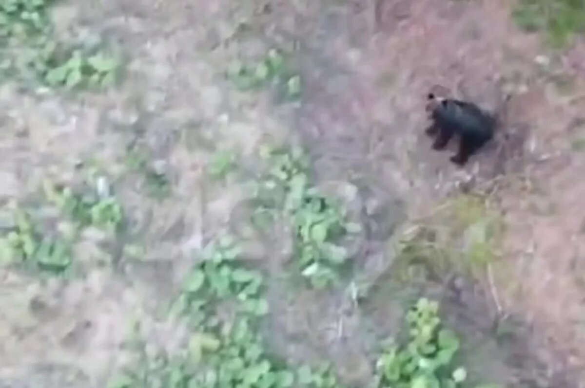    На «Горном воздухе» медведь попытался схватить кабинку канатной дороги