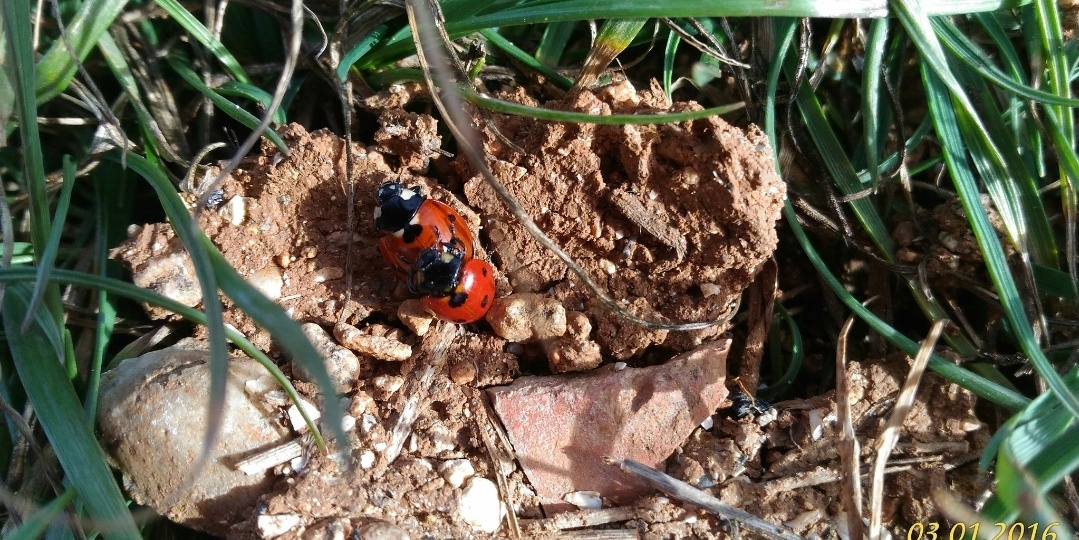 История первая. «Несложный выбор Елизаветы»