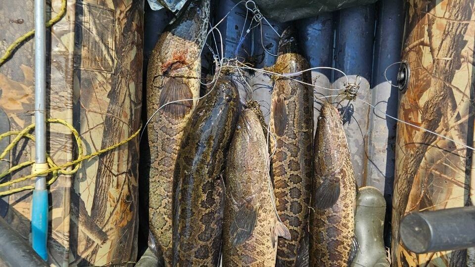     Источник: Улов 25