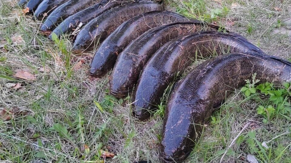     Источник: Улов 25