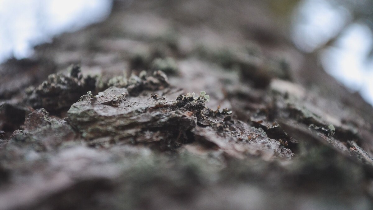     Источник: 1MI