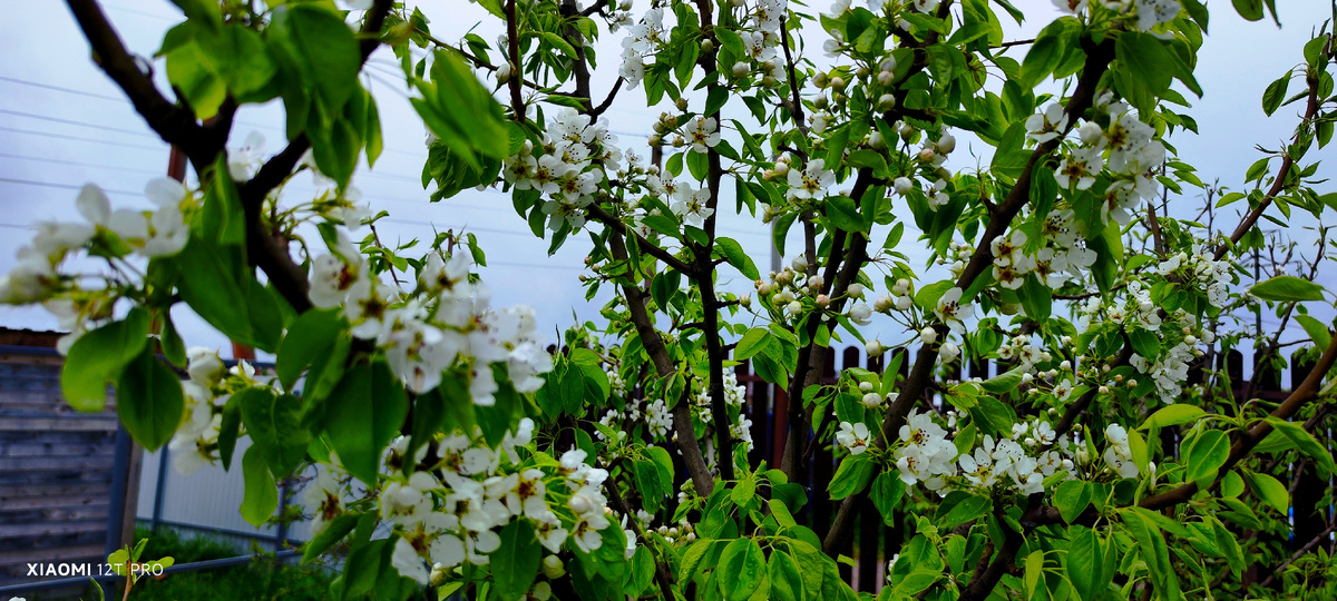 Цветы груши.