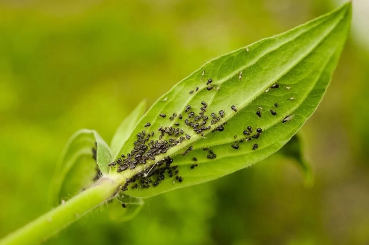    Тля в нокауте.