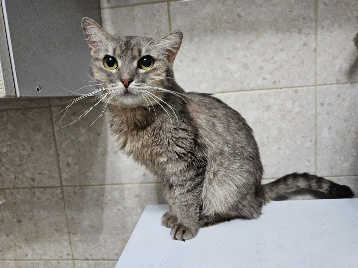 Фото автора. Наша Серая девочка.