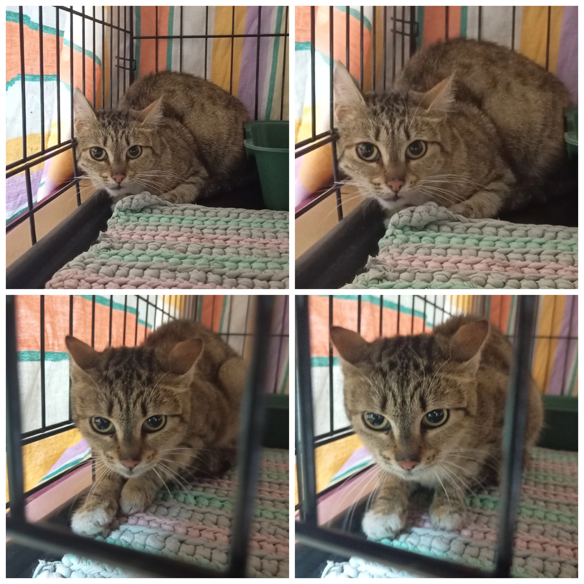 Зефирони была найдена на улице.