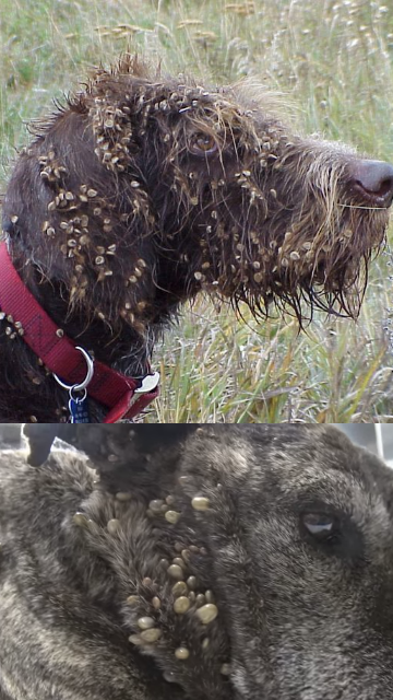 Как не умереть в лесу от энцефалита за 2 дня: подробная инструкция охотникам, рыбакам, туристам / Николай Середа (ОхотРыболовКонсалтинг)