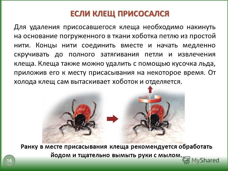 Как удалить клеща в тайге своими руками. Инструкция от Николая Середы (Пермохота)