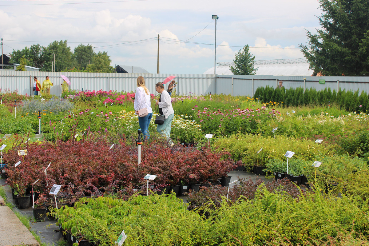 Рекомендуется покупать рассаду в проверенных магазинах и питомниках, где можно получить всю необходимую информацию о растениях.  Фото: Фото: ФедералПресс / Ксения Кобалия