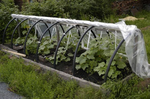 Фото из интернета. 