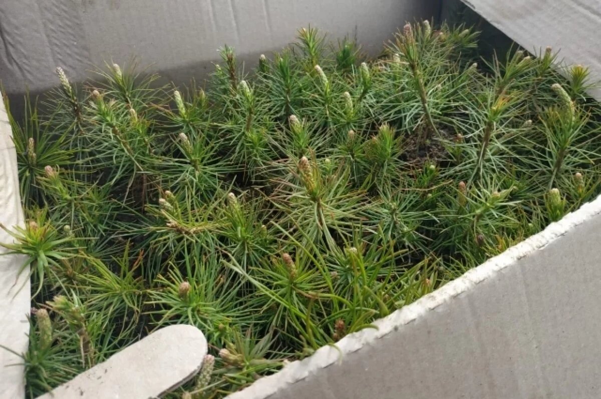    В Томске пройдет весенняя ярмарка на Кулагинском рынке