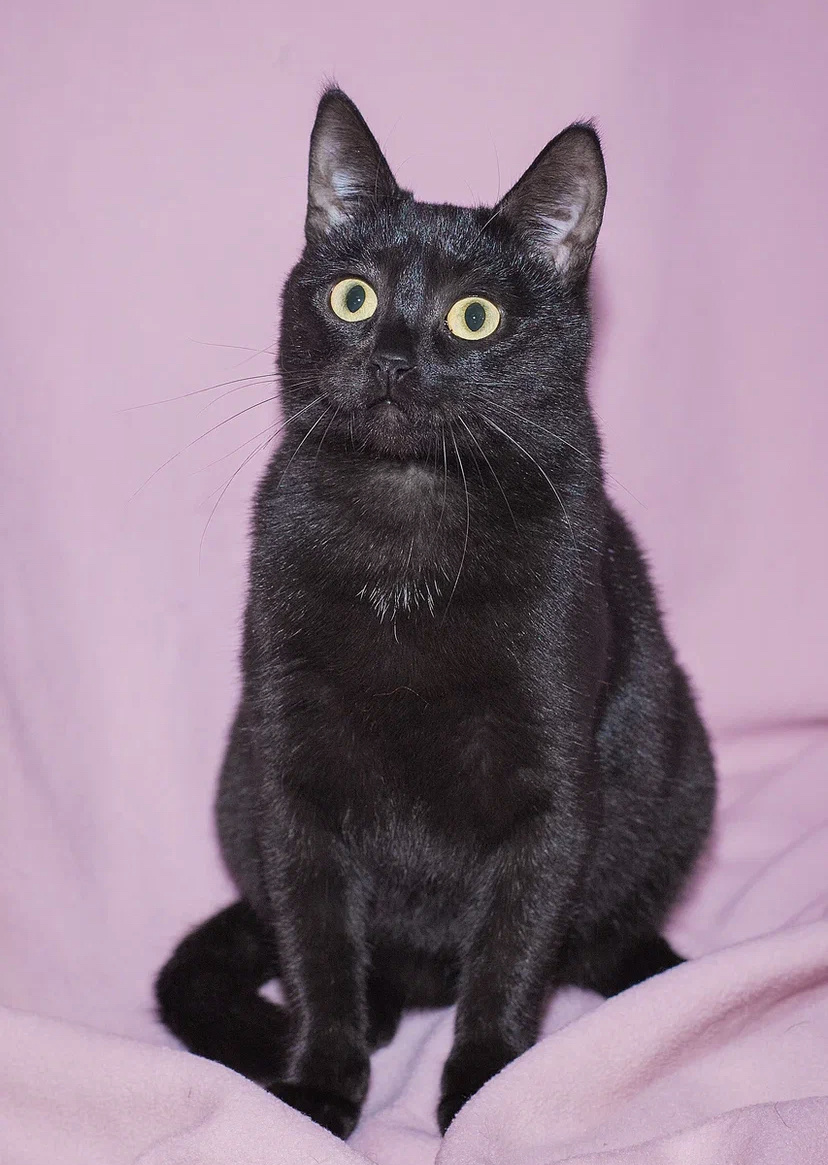 Смирно сидим аля пай-девочка