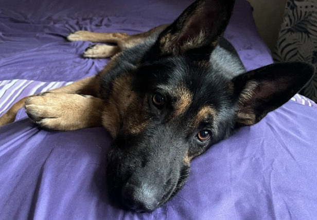 Я просто лежу тут. Потому что здесь пахнет домом. Потому что знаю: если что — ты рядом.