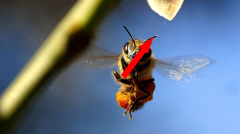    ПЧЕЛИНЫЙ АПОКАЛИПСИС 2024 КТО УБИЛ 40% КОЛОНИЙ И КАК РОССИЯ СПАСАЕТ МИР