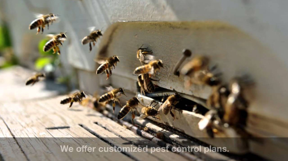    ПЧЕЛИНЫЙ АПОКАЛИПСИС 2024 КТО УБИЛ 40% КОЛОНИЙ И КАК РОССИЯ СПАСАЕТ МИР