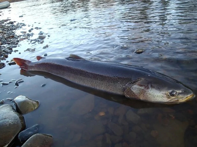 Находится ли таймень в Красной книге и почему его следует отпускать?