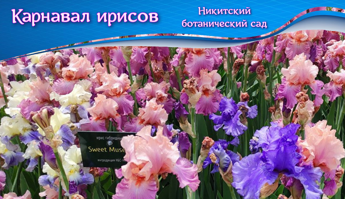 Карнавал ирисов