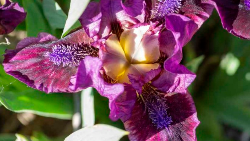 Карнавал ирисов