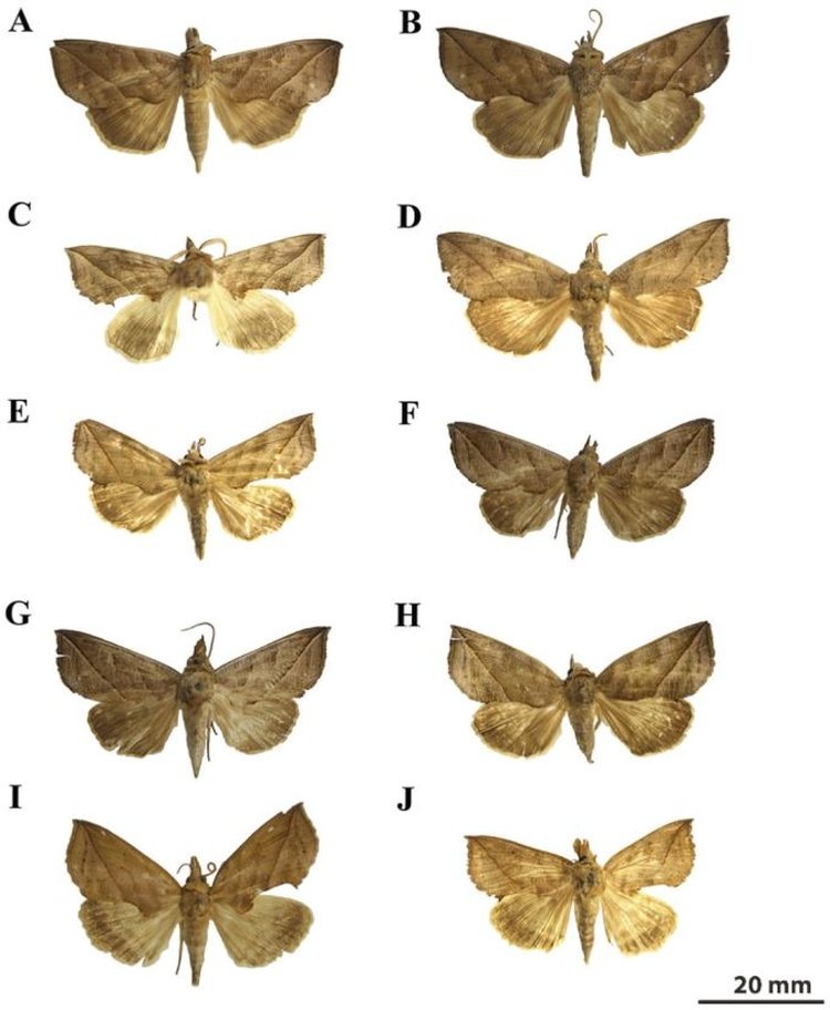     Где в мире самое большое разнообразие видов вампирской моли
