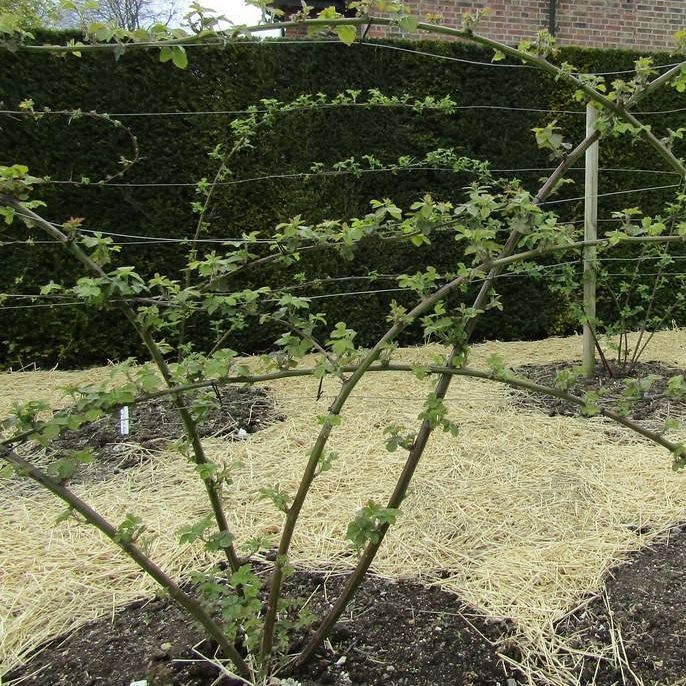 Благодаря правильной высадке кусты ежевики будут быстро и хорошо развиваться