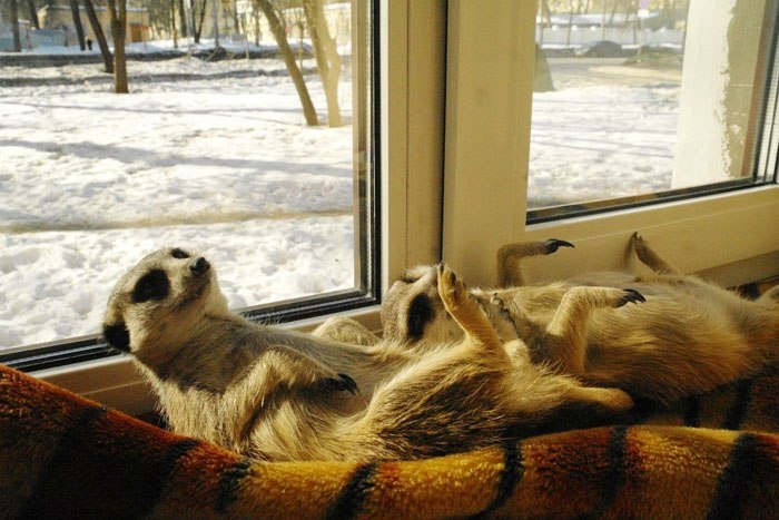 Помните, в природе они живут в сложных системах нор, которые сами же и выкапывают.