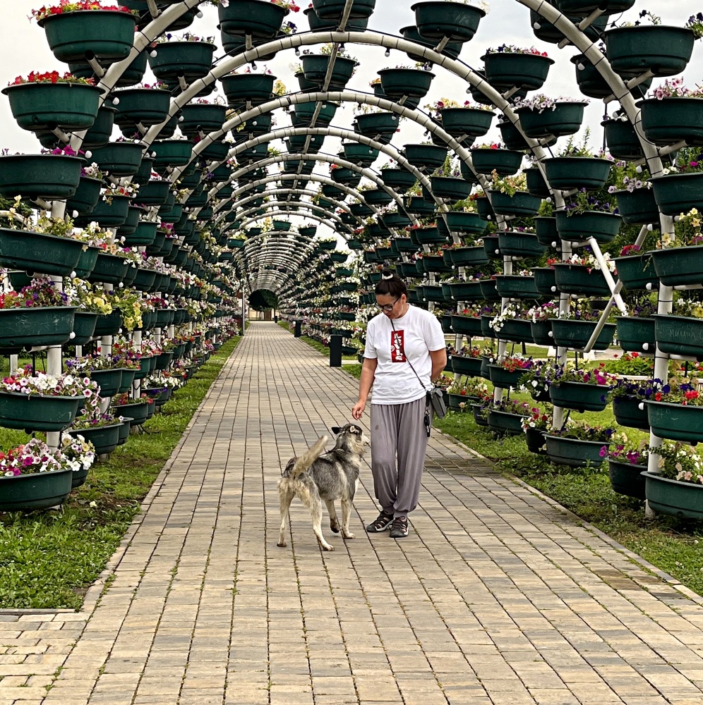 И бродячие собаки в Грозном тоже есть