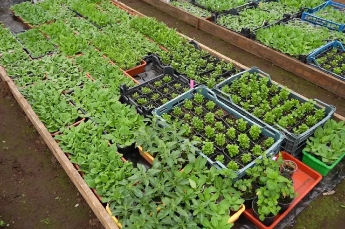    Рассада томатов, огурцов и перцев подрастает в парниках Камчатки