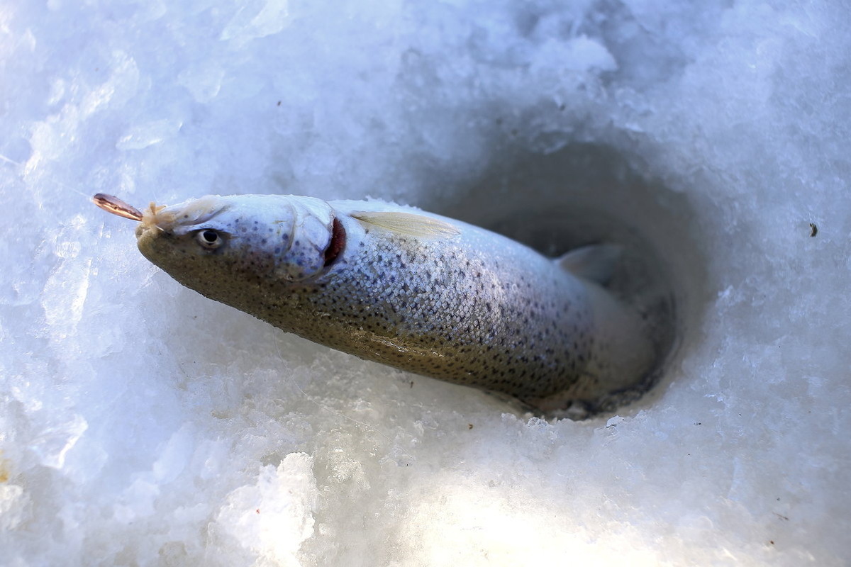 После поимки тайменя зимой или в другое время года, его нужно отпустить.