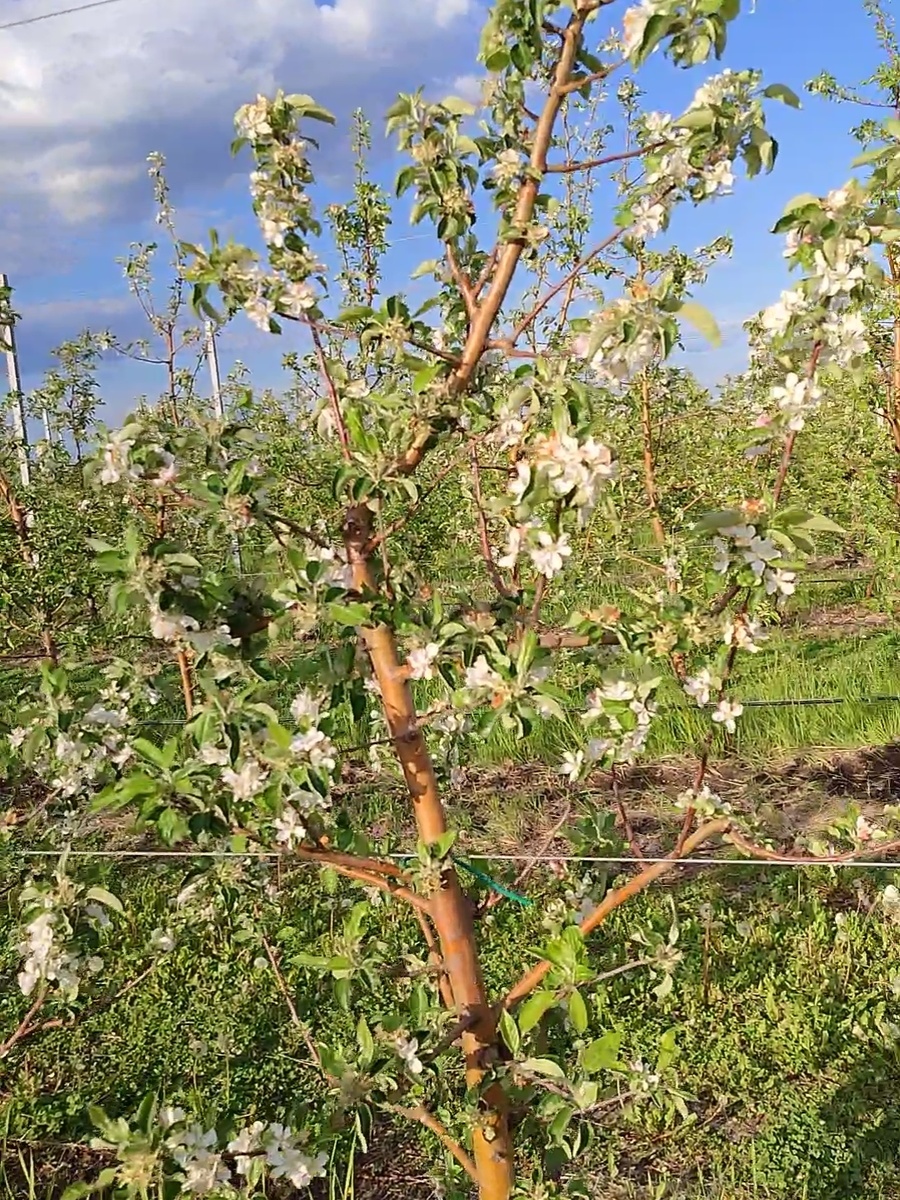 Цветущие яблони в селе Новое Тарбеево