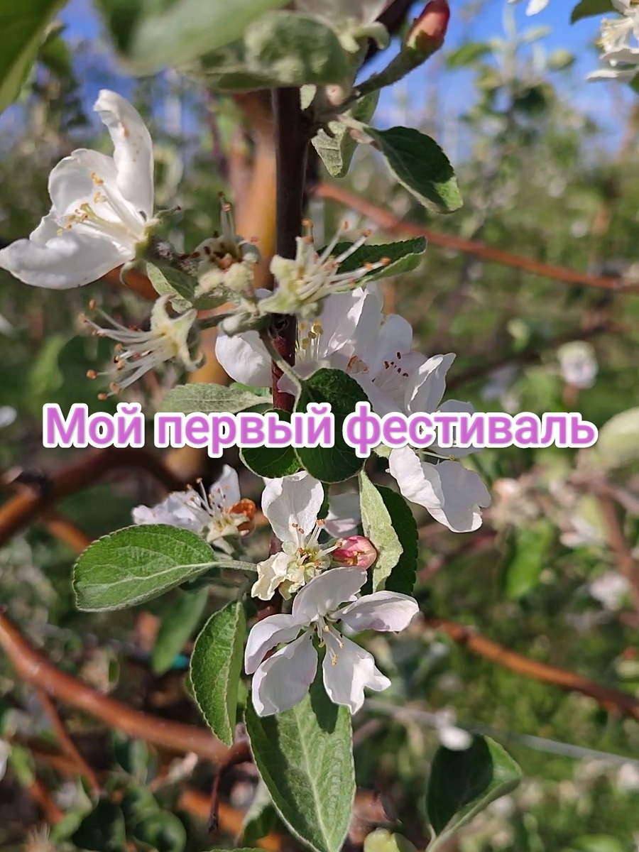 Цвет яблони